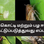 How to Control Rice Ear Bug (Arakotti) and Fruit Fly