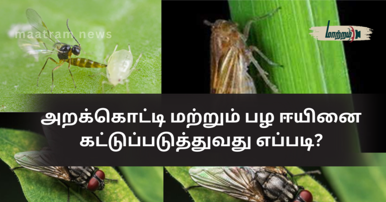 How to Control Rice Ear Bug (Arakotti) and Fruit Fly