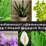 Trouble Sleeping? Just Keep These 5 Plants in Your Bedroom