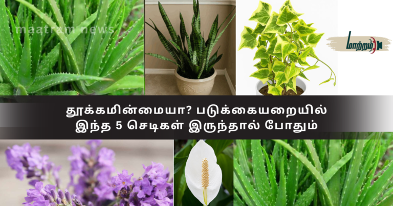 Trouble Sleeping? Just Keep These 5 Plants in Your Bedroom