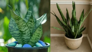 Trouble Sleeping? Just Keep These 5 Plants in Your Bedroom