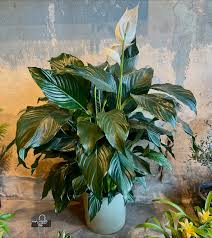 Trouble Sleeping? Just Keep These 5 Plants in Your Bedroom