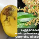 Producing Pest-Free Mangoes Using Non-Toxic Methods