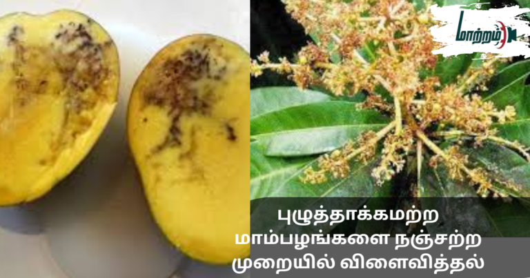 Producing Pest-Free Mangoes Using Non-Toxic Methods
