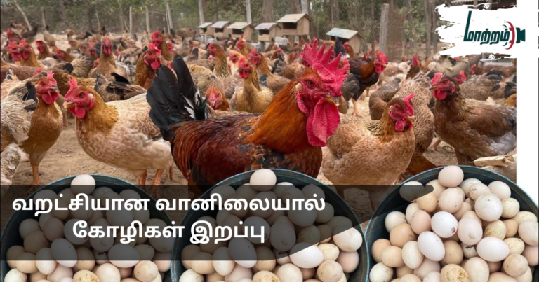 Poultry Deaths Increase Due to Dry Weather