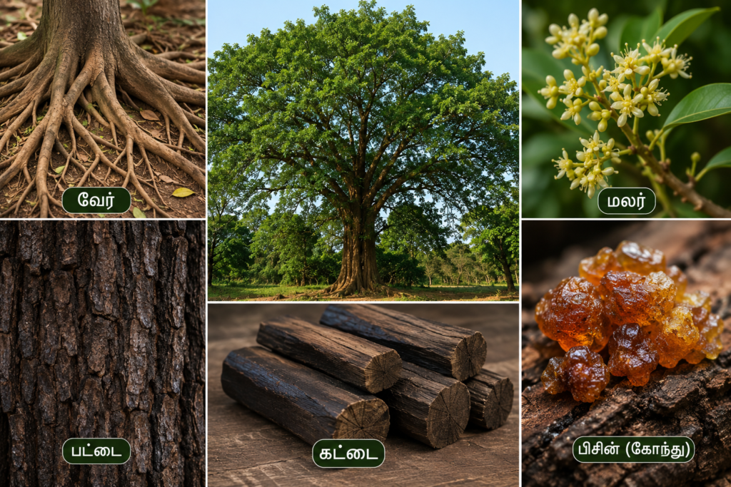 கருங்காலி மரம் வேர் பட்டை மலர் பிசின் (கோந்து) கட்டை image