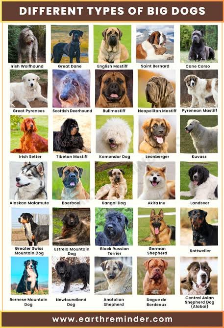 நாய் (Dog)