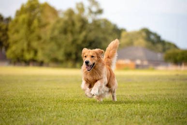 நாய் (Dog)