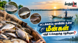 மட்டக்களப்பு வாவியில் உள்ள மீன்கள் பற்றி உங்களுக்கு தெரியுமா?