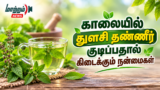 காலையில் துளசி தண்ணீர் குடிப்பதால் கிடைக்கும் நன்மைகள்