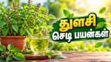 துளசி செடி பயன்கள்