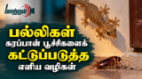 பல்லிகள் கரப்பான் பூச்சிகளைக் கட்டுப்படுத்த எளிய வழிகள்
